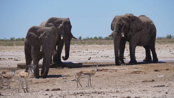 Herd van olifanten en sprinbok op een droge savanne in Etosha National Park, Namibië - Foto, afbeelding