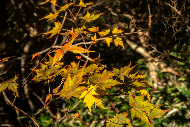 Žluté a oranžové suché podzimní japonské javorové listy v Národním parku Unzen-Amakusa v listopadu. Ostrov Kyushu, Japonsko, pohled zblízka. - Fotografie, Obrázek
