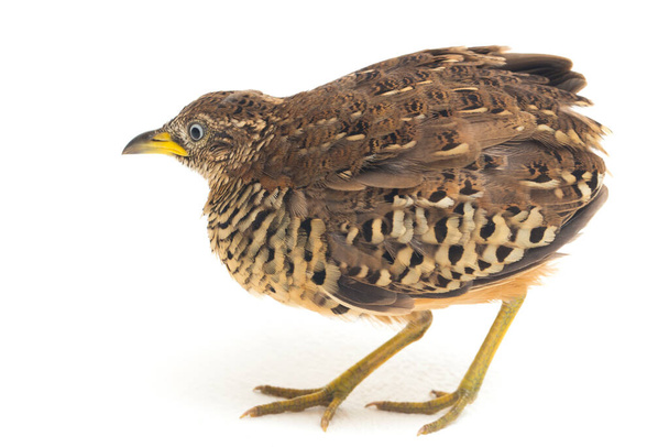 Un maschio barrata di quaglia o comune bustard-quail (Turnix suscitator) isolato su sfondo bianco - Foto, immagini