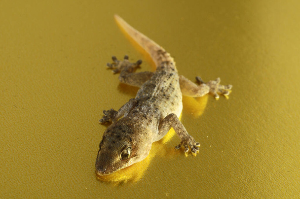 Маленькая серая ящерица-геккон на цветном фоне - Фото, изображение