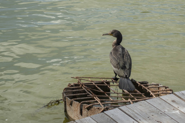 Cormorant assis sur un trou d'aération rouillé, près d'un ponton en bois dans le delta du Danube, Roumanie ; extérieur - Photo, image