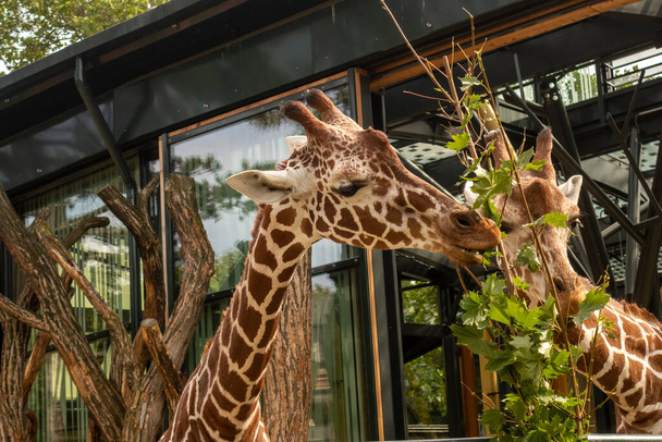Чудові жирафи з деревами на задньому плані, час годування, на зоні
 - Фото, зображення