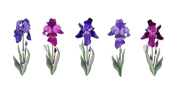 Conjunto floral de flores iris en tallo con hojas verdes. Aislado sobre blanco. Flor violeta y púrpura para las tarjetas de felicitación de diseño, invitación de boda, textiles, papel pintado. Ilustración de stock vectorial
. - Vector, Imagen
