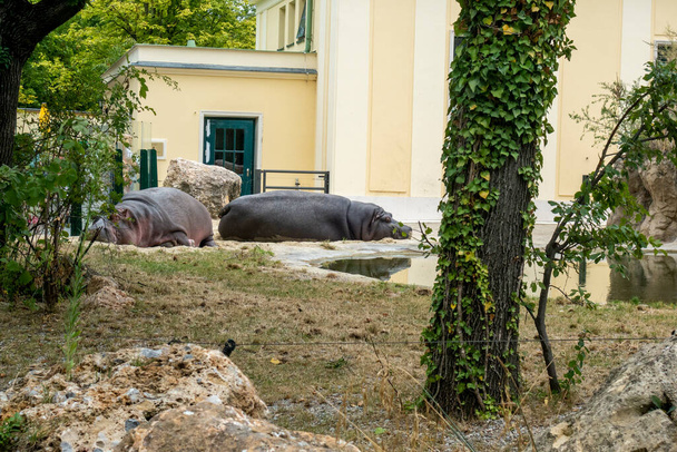 Lazy hippopotamus enjoying a nap on a sunny summer day - Photo, Image