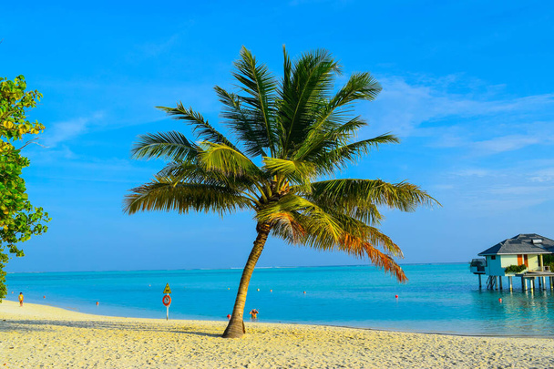 白い砂、ヤシの木とターコイズブルーの海と日当たりの良いビーチ。夏休みと熱帯ビーチのコンセプト。モルディブ・アイランド・リゾートの水上. - 写真・画像