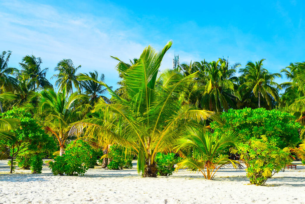 Słoneczna plaża z białym piaskiem, palmami kokosowymi i turkusowym morzem. Wakacje i tropikalna koncepcja plaży. Nad wodą w kurorcie Maldive Island. - Zdjęcie, obraz