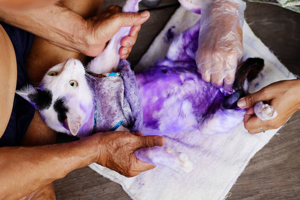 Dermatitis y tratamiento Pastilla púrpura para gatos con tiña o anillo de gusano enfermo en la piel del gato
.  - Foto, imagen