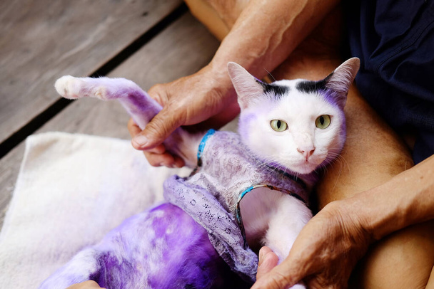 Cilt ilt iltihabı ve hastalıklı Tinea ya da kedi derisinde yüzük solucanı olan kediler için mor hapı tedavi edin..  - Fotoğraf, Görsel