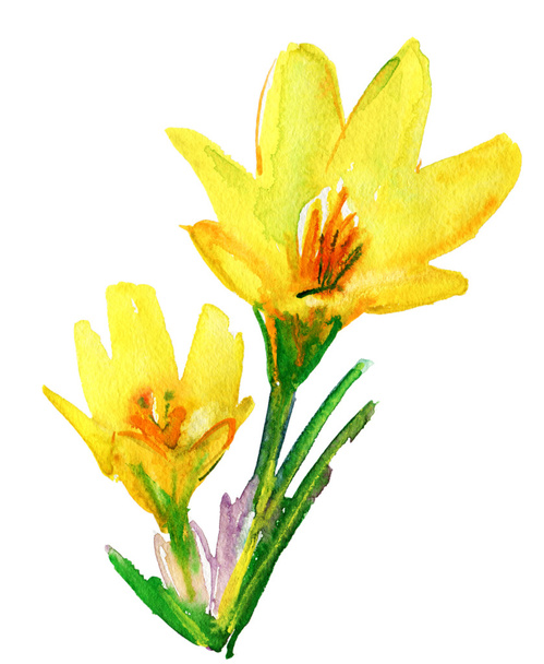 Flores de primavera de azafrán - Foto, Imagen