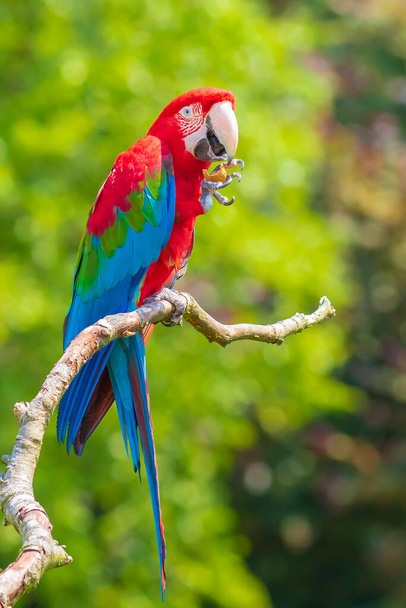 kırmızı-yeşil papağan ya da yeşil kanatlı papağan, Ara kloropterus, tünemiş - Fotoğraf, Görsel