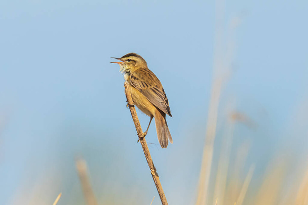 ユーラシアの葦の反り返りAcrocephalus円状の鳥が日の出の間に葦で歌う。春の季節 - 写真・画像