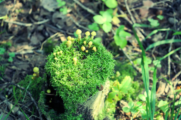 Hypholoma fasciculare cogumelos não comestíveis venenosos que crescem em um toco de árvore no musgo
 - Foto, Imagem