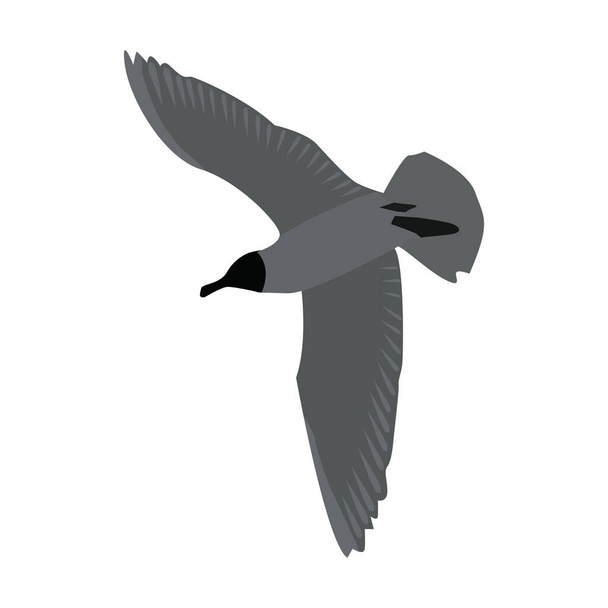 Vista inferior de una gaviota voladora con alas extendidas aisladas en blanco. Pájaro volador. Colores grises. Vector EPS10
. - Vector, imagen