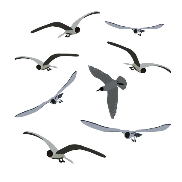 Eine Gruppe fliegender Möwen isoliert auf weiß. Seeschwalben in verschiedenen Posen. Graue Farbe. Vektor EPS10. - Vektor, Bild