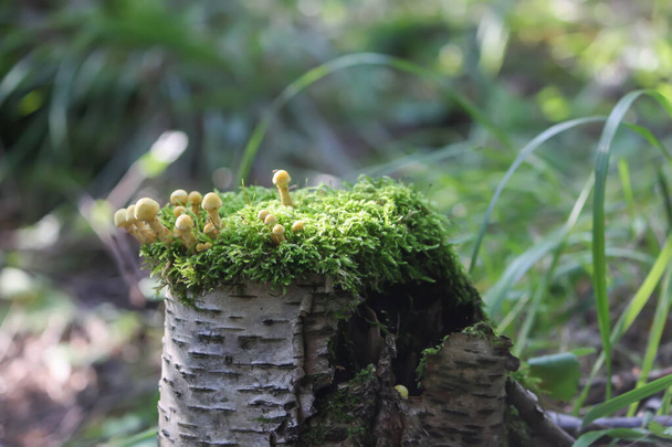 Фифолома ядовитая несъедобные грибы, растущие на пне дерева в мху
 - Фото, изображение