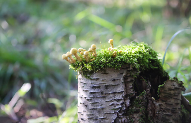 Hypholoma fasciculare cogumelos não comestíveis venenosos que crescem em um toco de árvore no musgo
 - Foto, Imagem