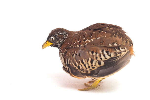 Una femmina barrata di quaglia o comune bustard-quail (Turnix suscitator) isolato su sfondo bianco - Foto, immagini