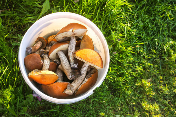 Свіжовибрані їстівні березові гриби апельсинової чашки в білому пластиковому відрі на зеленій траві
 - Фото, зображення