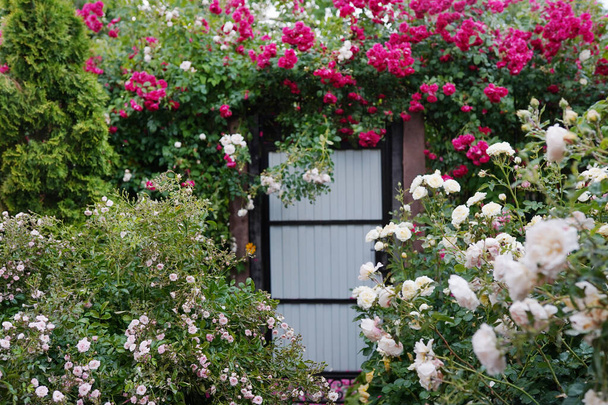 Roze, rode en witte rozenplanten en bloemdecoraties rond het huis - Foto, afbeelding