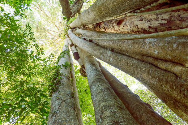 Grands et grands arbres dans la forêt au parc national de Khao Yai i, Thaïlande
 - Photo, image