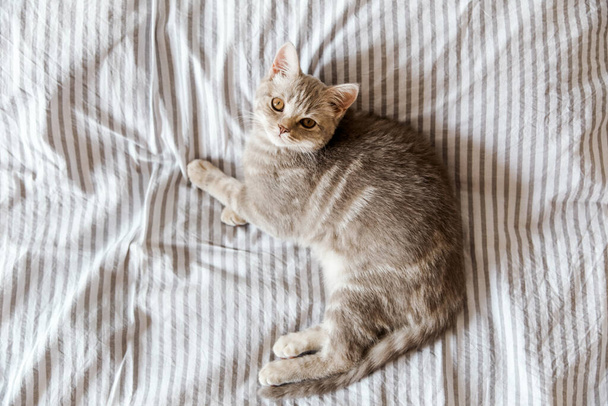 Portrait of cute grey cat on the bed.Scottish cat.Top view - Photo, Image