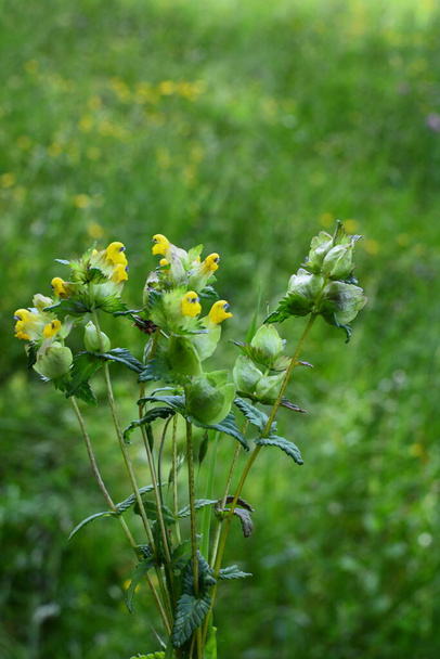 Wild flower of Yellow Rattle on a meadow. Rhinanthus. close up of Rhinanthus angustifolius or Greater Yellow rattle flower - Photo, Image