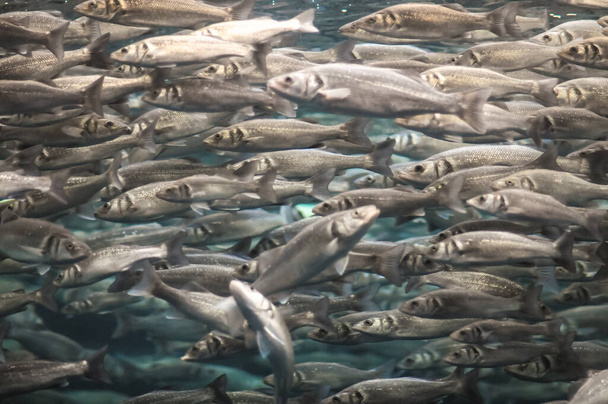 Vedenalainen School of Silver Harmaa kala akvaariossa - Valokuva, kuva