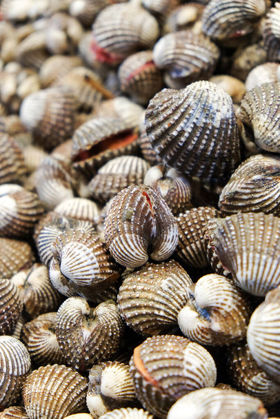Close up image of Fresh Cockle  - Photo, Image
