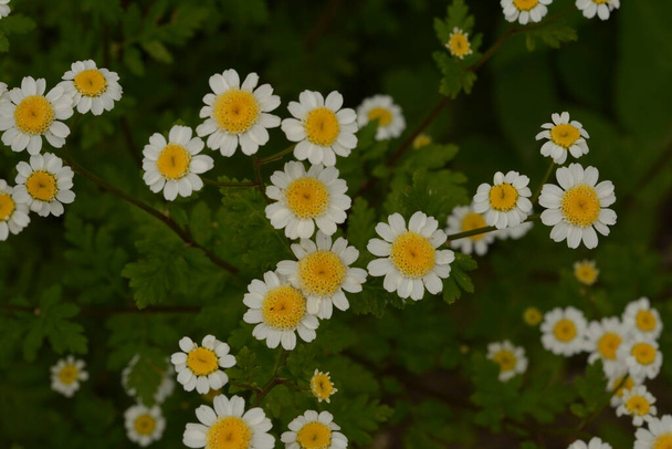 Μικρά λευκά-κίτρινα λουλούδια Πυρετός. Tanacetum parthenium, Matricaria eximia, Pyrethrum parthenium, Chrysanthemum parthenium. Θέση για κείμενο. - Φωτογραφία, εικόνα