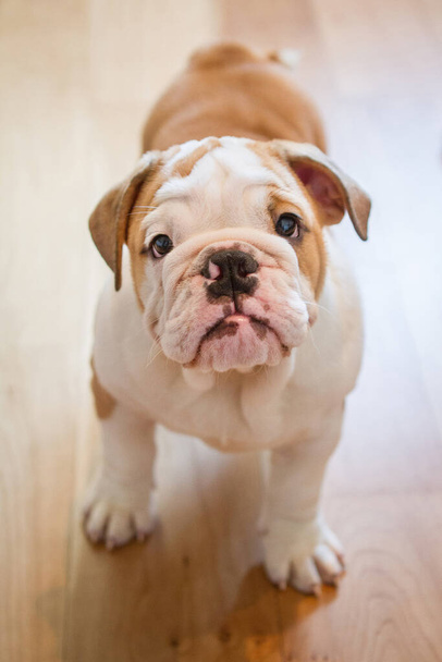 Şirin küçük İngiliz bulldog köpeği yavrusu. İngiliz bulldog köpeği evde bir yerde duruyor. Yakın plan portre. - Fotoğraf, Görsel