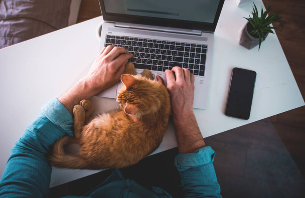 Rudy kot śpiący na ludzkich rękach. Mężczyzna pisze na laptopie podczas pracy w domu - Zdjęcie, obraz