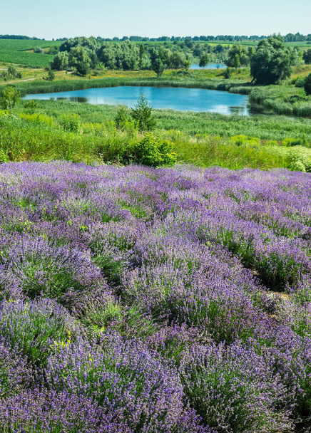 Path between flowering lavender shrubs. Cloudy sky and lake at the background. - Fotografie, Obrázek