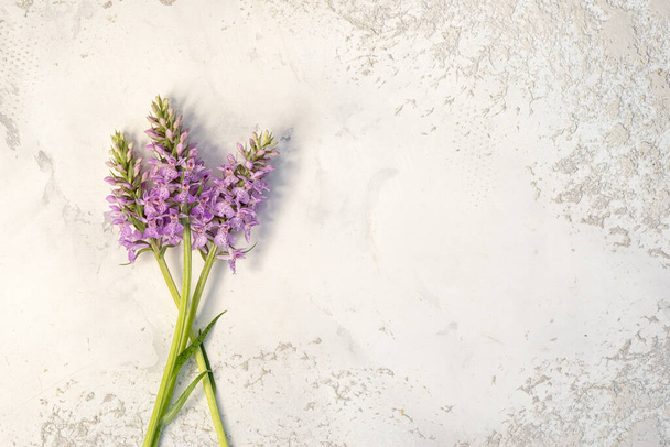 Orchis, terrestrial orchids on a table with copy space. - Photo, Image