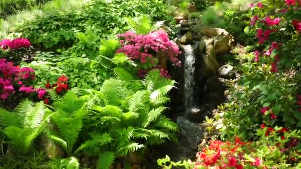 Cascade dans le jardin japonais avec buisson pourpre dans le jardin botanique en République tchèque - Séquence, vidéo