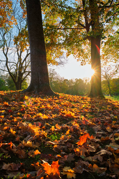 Золота осінь Жовтень у знаменитому місті Мюнхена - Англгартен. Мюнхен (Баварія, Німеччина). - Фото, зображення