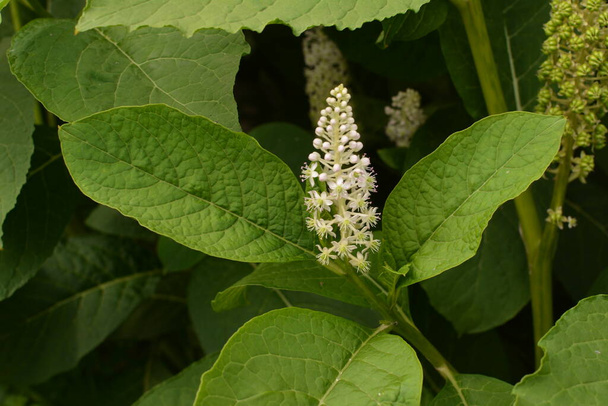 Phytolacca americana ou potamot d'Amérique ou simplement potamot - Photo, image
