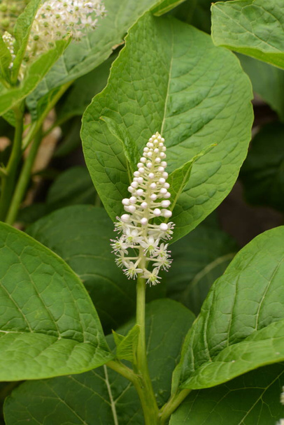 Phytolacca americana or american pokeweed or simply pokeweed plant - Photo, Image