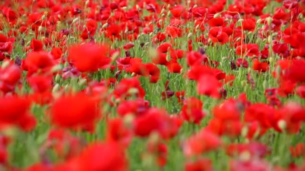 Πεδίο της Poppy Λουλούδια ανθίζουν την άνοιξη στην Τσεχική Δημοκρατία - Πλάνα, βίντεο