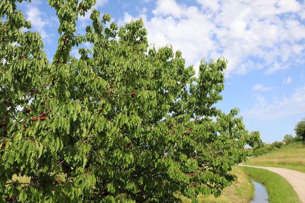 Kirschbaum mit roten reifen Kirschen in einer ländlichen Landschaft und der Graben entlang einer schmalen Straße - Foto, Bild