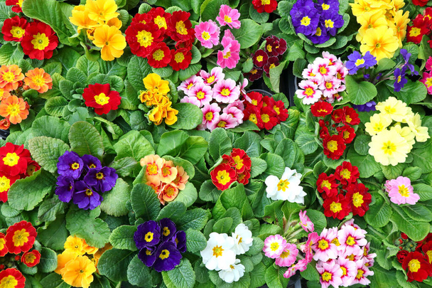 Цветки примулы с листьями разных цветов продаются у флориста
 - Фото, изображение