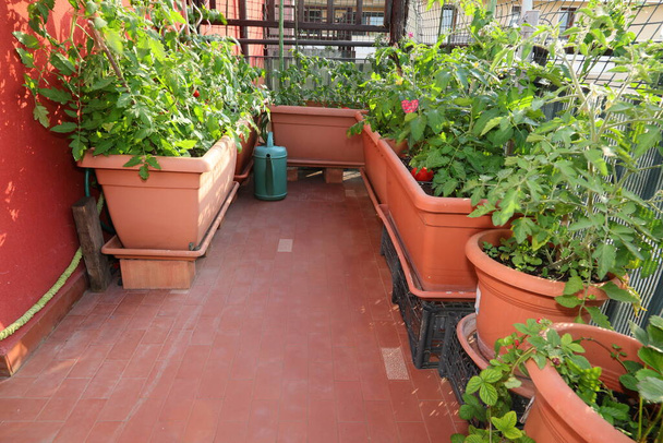 Stadtgarten für den Gemüseanbau in Blumentöpfen auf den Terrassen der Stadt - Foto, Bild