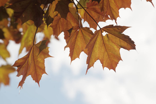 Red leaves of decorative maple cultivar - Фото, зображення