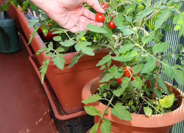 рука при сборе красных помидоров из томатного растения, выращенного в цветочном горшке в городе
 - Фото, изображение