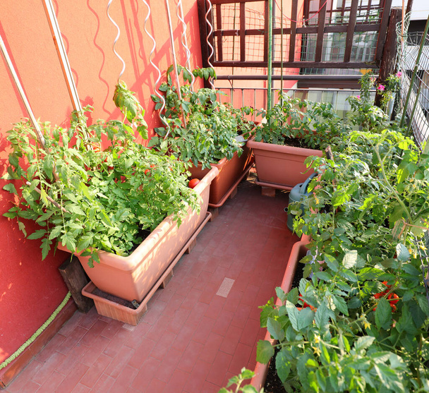 террасы квартиры с большим количеством растений, выращенных в цветочных горшках и производство помидоров из устойчивого сельского хозяйства
 - Фото, изображение