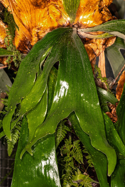 Staghorn Fern (Platycerium stemaria) - Photo, Image
