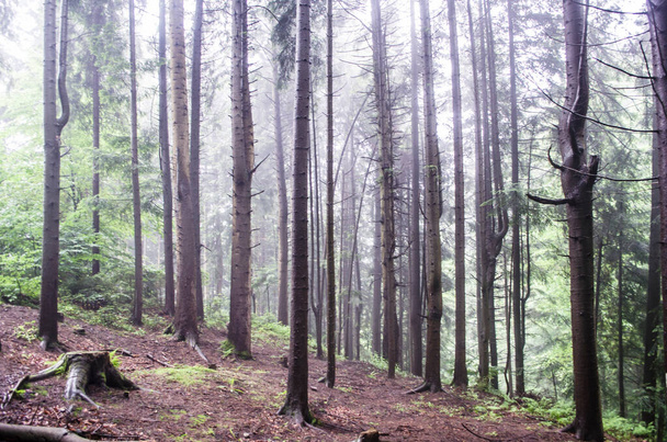 Erdős táj fákkal. Napfény-zöld erdőben. Természet zöld fa háttér. - Fotó, kép