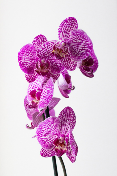 Fiore screensaver. Orchidea su sfondo bianco. Modello sui petali di un'orchidea. Fiori e piante esotiche. Cosa regalare a una ragazza o a una donna. Bellezza della natura. Biglietto di auguri con fiori delicati. - Foto, immagini
