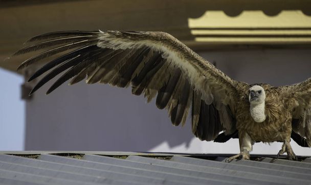 Griffon vulture walking and standing on a roof top close up images - Photo, Image