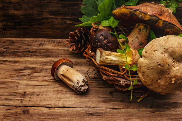 Fresh forest mushrooms. Assorted gourmet porcini and boletus, oak leaves. Old wood plank background, copy space - Fotó, kép