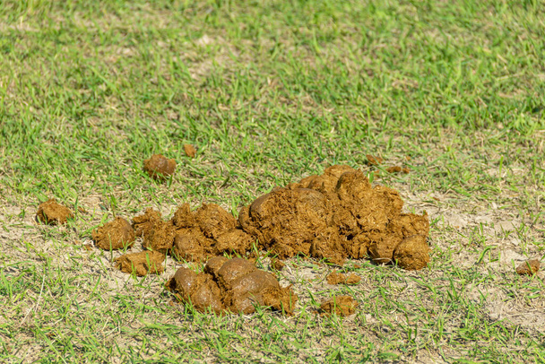 конячі кал на землі
 - Фото, зображення